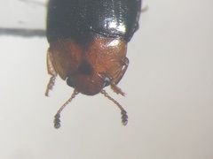 Triplax dissimulator