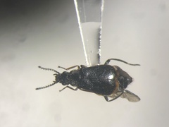 Attalus terminalis