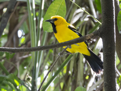 Icterus nigrogularis