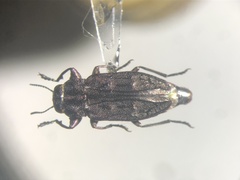Chrysobothris cribraria
