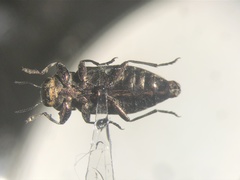 Chrysobothris cribraria