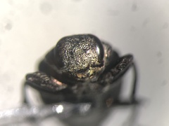 Chrysobothris cribraria
