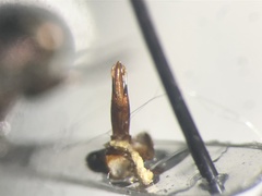 Chrysobothris cribraria