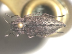 Dicerca tenebrosa