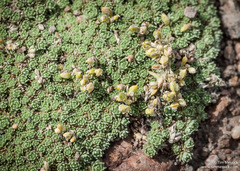 Cusickiella quadricostata