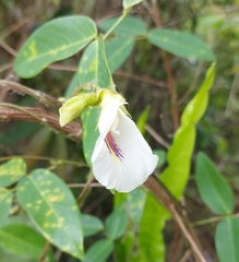 Clitoria
