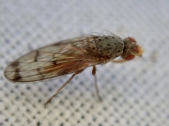 Palloptera scutellata