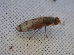 Palloptera scutellata