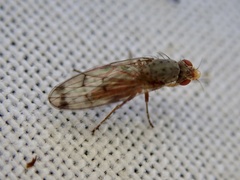 Palloptera scutellata