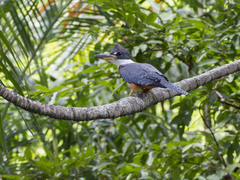 Megaceryle torquata