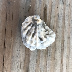 Plicatula gibbosa