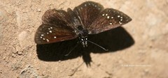 Pholisora mejicanus