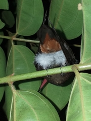 Amazilia tzacatl