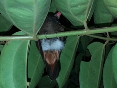 Amazilia tzacatl