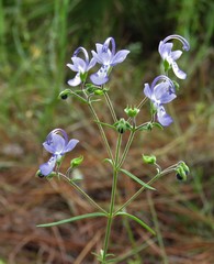 Trichostema setaceum