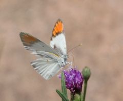 Colotis euippe mediata