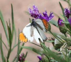 Colotis euippe mediata