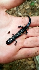 Plethodon cylindraceus