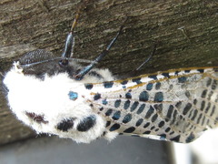 Zeuzera multistrigata