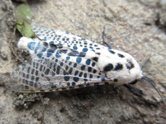 Zeuzera multistrigata