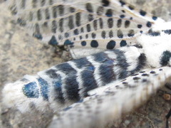 Zeuzera multistrigata