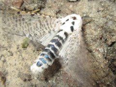 Zeuzera multistrigata