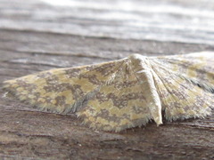 Idaea auricruda