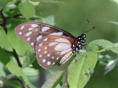 Graphium leonidas leonidas
