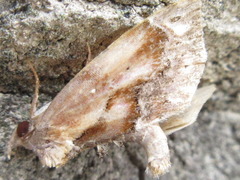 Lophomilia polybapta