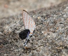 Hemiolaus caeculus caeculus