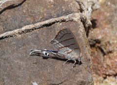 Hemiolaus caeculus caeculus