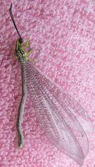 Banyutus lethalis