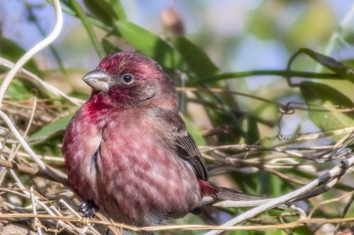 House Finch, photo 9 of 9