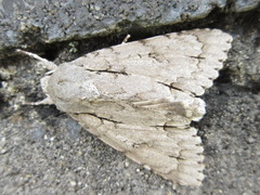 Acronicta major