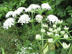 Heracleum moellendorffii