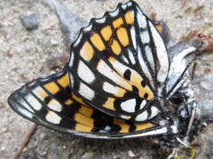 Sephisa princeps