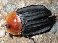 Necrophila brunnicollis