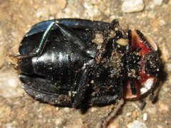Necrophila brunnicollis