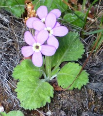 Primula caveana