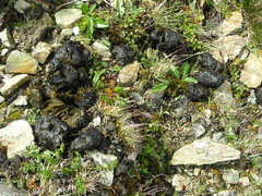 Ursus arctos isabellinus