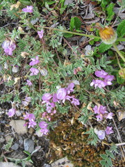 Astragalus vexilliflexus