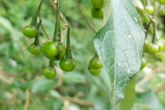 Solanum paniculatum