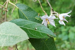 Solanum paniculatum