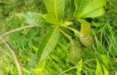 Tabernaemontana hystrix