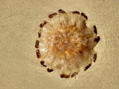 Chrysaora pentastoma