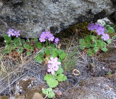 Primula caveana