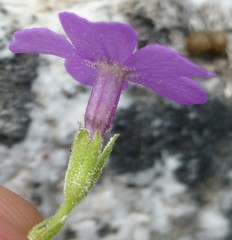 Primula caveana
