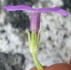 Primula caveana