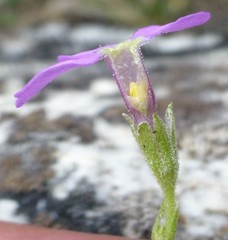 Primula caveana