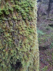 Pseudisothecium cardotii